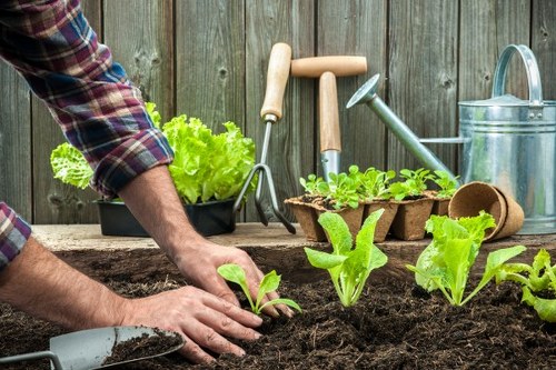 A close-up view of a person planting young leafy green lettuce plants into dark, rich soil in a garden bed, with gardening tools such as a hand trowel and a watering can nearby. The garden area is enclosed by a wooden fence, and additional planting pots and a garden fork rest on the wooden surface. The scene occurs outdoors during daylight, with natural light highlighting the vibrant green of the seedlings and the textured soil, indicating a well-maintained garden space suitable for landscaping and gardening services in Sudbury or surrounding areas. The image emphasizes careful planting and garden preparation, supporting landscape and garden maintenance activities by local gardening specialists like Hedge Trimming Sudbury.